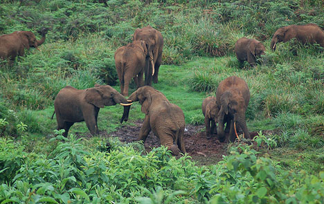Jelentősen csökkent az elefántok száma a kongói rezervátumban