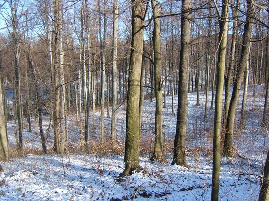 A csapadékos tél jót tett a hazai erdőknek - a falopások már kevésbé