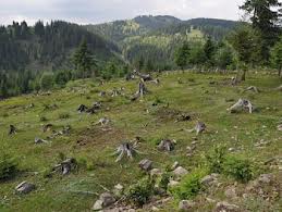 Új erdészeti törvénnyel számolnák fel az illegális erdőirtást Romániában