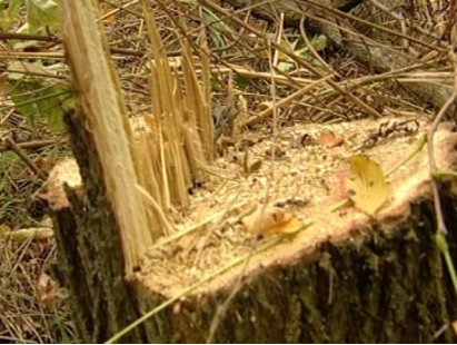Engedély nélküli fakitermelőket fogtak el Szajolban