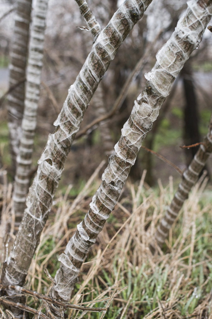 Jég borítja a vékony fák törzseit Nyíregyháza határában 2013. március 14-én. MTI Fotó: Balázs Attila