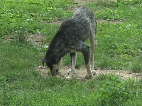 Chipeztetés miatt sokkal több a kóbor kutya az erdőkben
