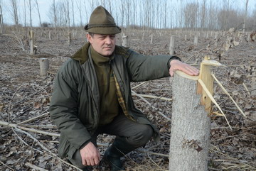 Kocsmár Gyula agronómus és vadász a kivágott fák mellett. fotó: Mészáros János