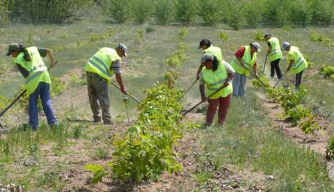 Százak jutnak munkához a borsodi állami erdőkben