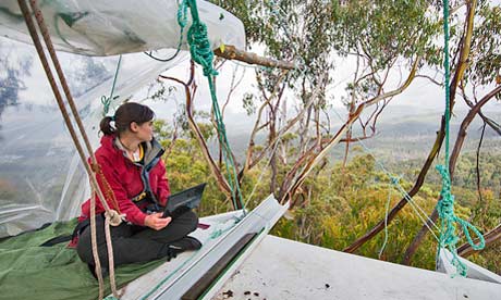 Miranda Gibson in her tree-top home looks over rainforest in Tasmania