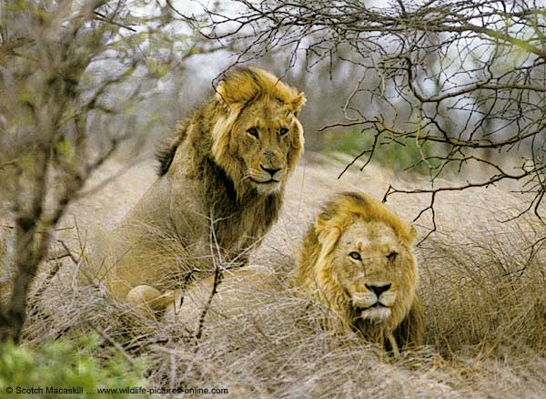 Az afrikai oroszlánállomány felét kipusztulás fenyegeti
