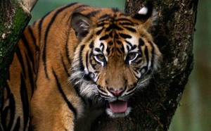 Szumátrai tigris marcangolta halálra a farmert