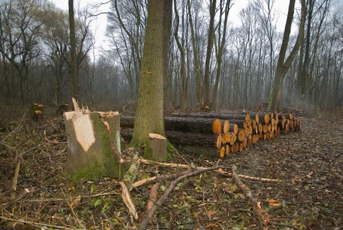 Csak Suceava megyében vágtak ki több erdőt illegálisan, mint Szatmáron