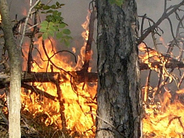 Az erdőtüzek megelőzésére gyakorol a katasztrófavédelem a DALERD Zrt.