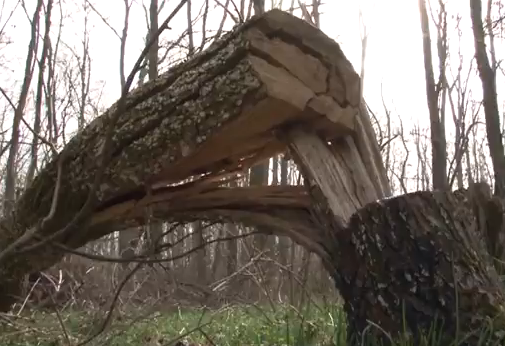Fatolvajok Győrszentivánon: 36 köbméter fát loptak el (+Videó)