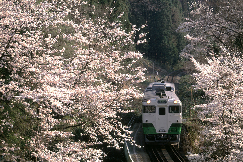 Lassabban járnak a vonatok a cseresznyefa-virágzás miatt Japánban