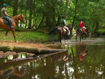 Fidesz: a lovasok is szabadon tartózkodhassanak az erdőkben!