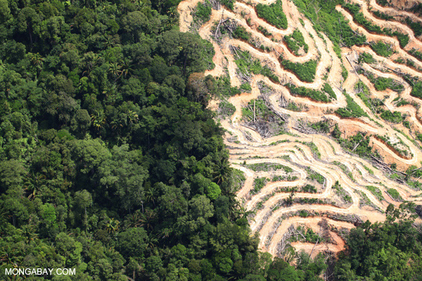 Global Forest Watch 2.0 - Így forradalmasítanák az erdőirtás elleni küzdelmet