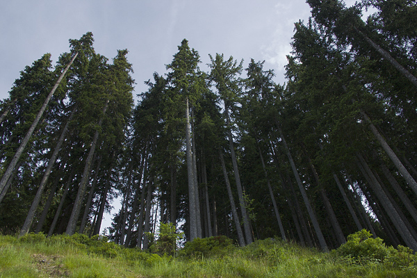 EMNP: rendszeresítik a megmozdulásokat a székelyföldi erdők védelmében