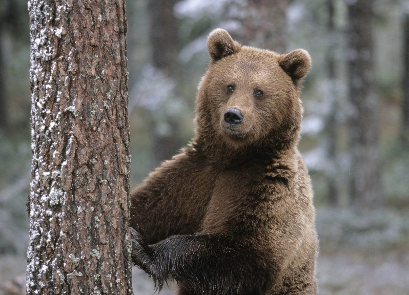 Vadászok keresik az erdészekre támadó medvét a Tátrában