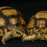 teknős1