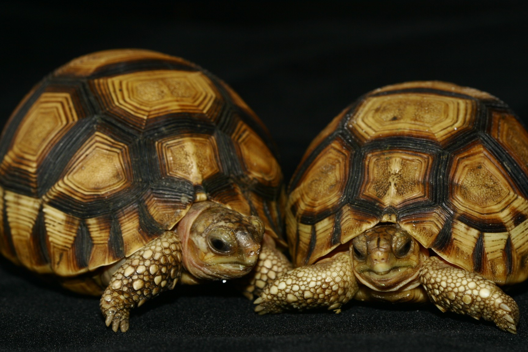 Az orvvadászat miatt kihalhat két madagaszkári teknősfaj 