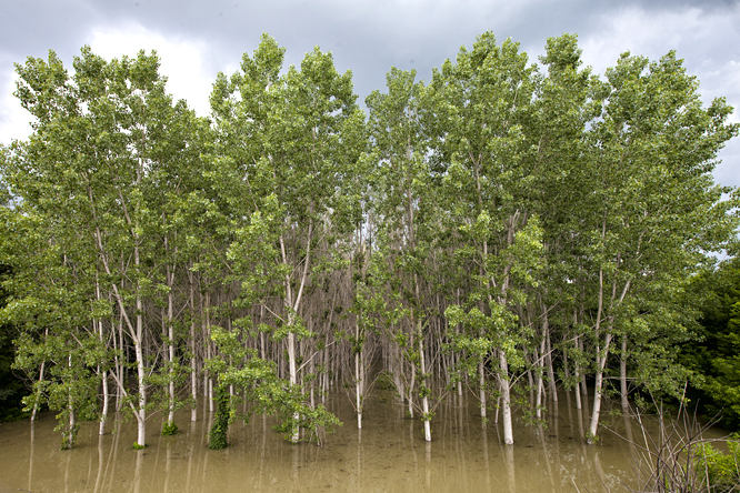 Több mint 22 ezer hektár állami erdőt öntött el a Duna