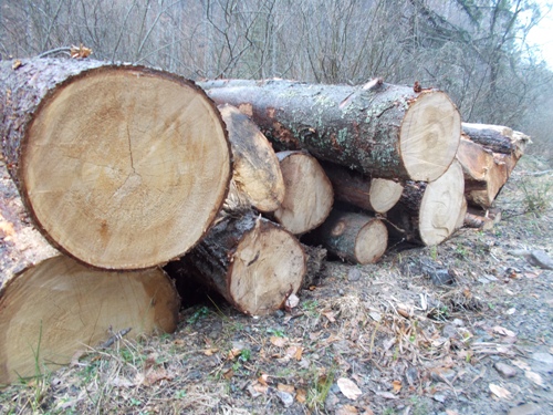 Erdélyi összefogás a Holzindustrie Schweighofer ellen