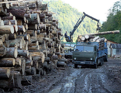 Német vállalkozók vásárolják fel a lengyel erdőket