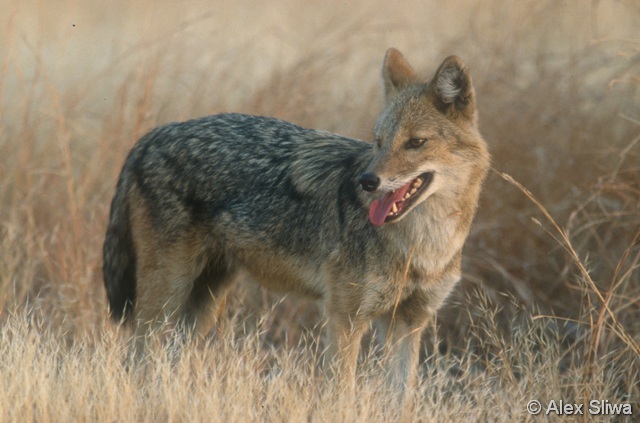 A Somogy megyei vadászatra jogosultak véleményét is kikérik a hazai ragadozókról