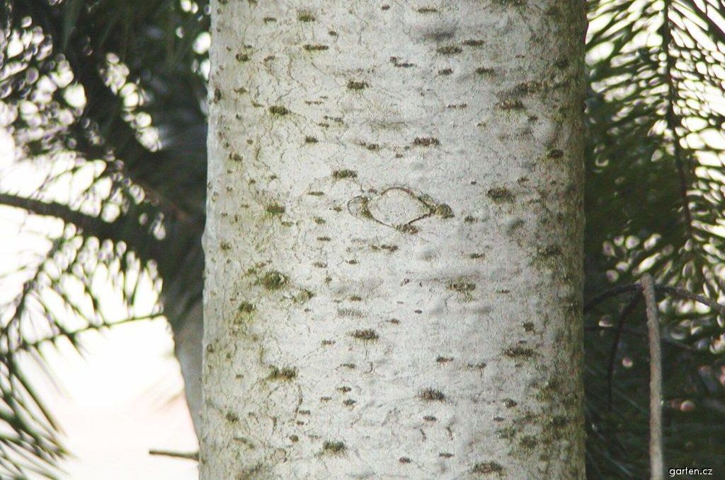 Dendromassza hosszútávú biztosítása gyorsan növő fafajokkal