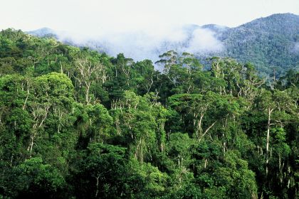 Sok kis emlősfaj tűnt el élőhelyéről az esőerdők szétszabdalása miatt