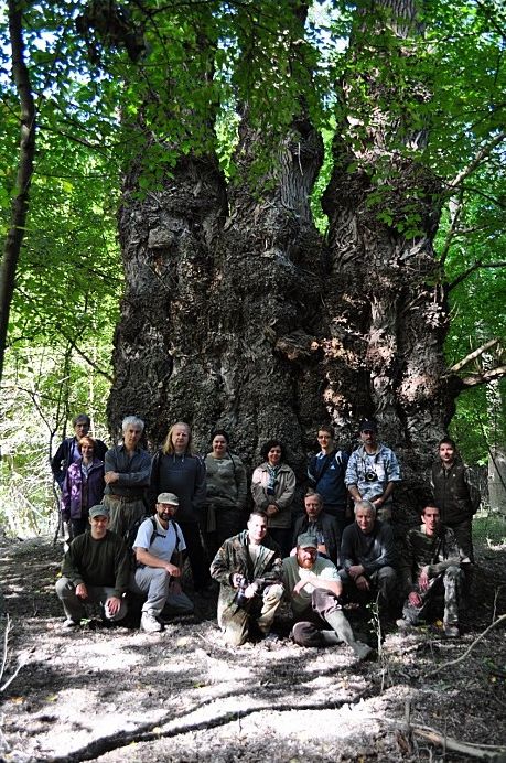 Hivatalos: A Gemenc Zrt. területén található Magyarország legnagyobb fája (+Képek)