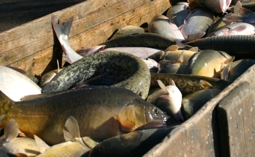 Növekvő haltermelés - Törvényi szigor az orvhalászoknak