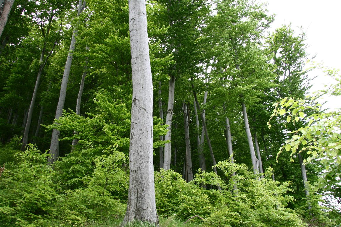 Országos szinten is példaértékű erdőkezelés zajlik Pécsen