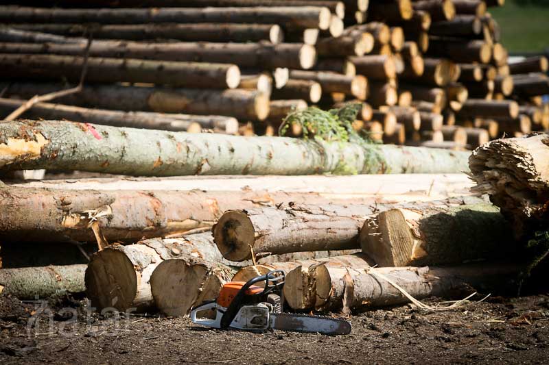 Az erdőtulajdonosok pénzsóvársága miatt érkeznek Székelyföldre a fafeldolgozó óriások