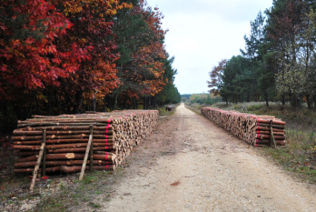 Novemberben tartják a jogosult erdészeti szakszemélyzet továbbképzését
