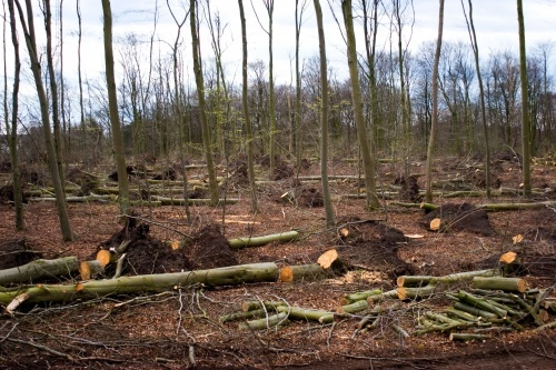 A fakitermelő miatt dőlt fa a munkásra, aki a helyszínen meghalt - vádemelés következik