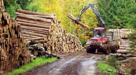 Tavaly nőtt a kitermelt fa mennyisége Romániában