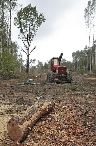 Kínai fűrésztelepek miatt irtják az orosz erdőket