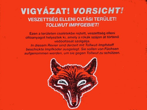 Megkezdődött a rókák vakcinázása Csongrádban és Bács-Kiskunban