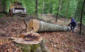 Mintegy 19.500 illegális fakivágást jegyeztek a hatóságok 2012-ben Romániában
