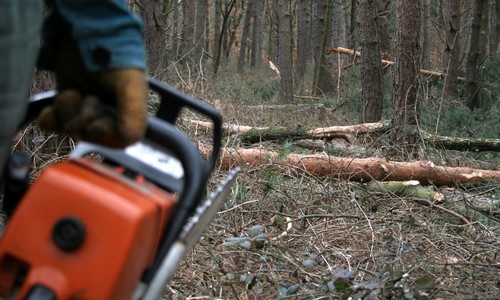 Az erdőtulajdonos is megnehezítheti a fatolvajok dolgát