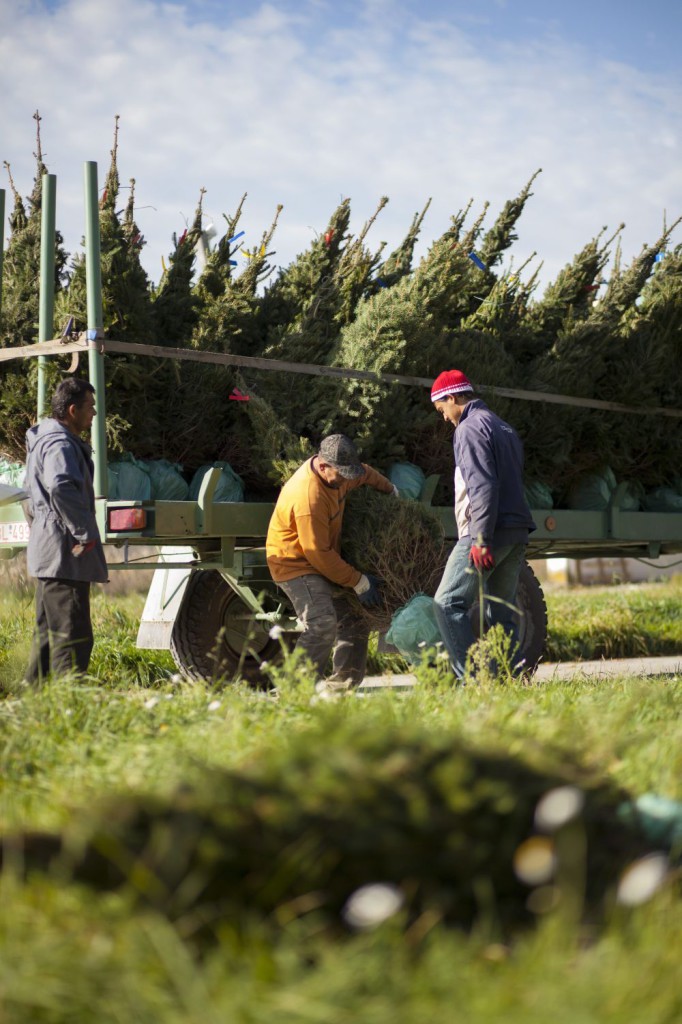 Karácsonyfának szánt földlabdás fenyőket pakolnak a Somogy megyei Csurgón, a Fenyőfarm telephelyén