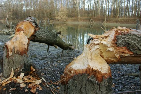 Hódok döntik ki a fákat, a károkért senki nem kárpótolja az erdőgazdálkodókat