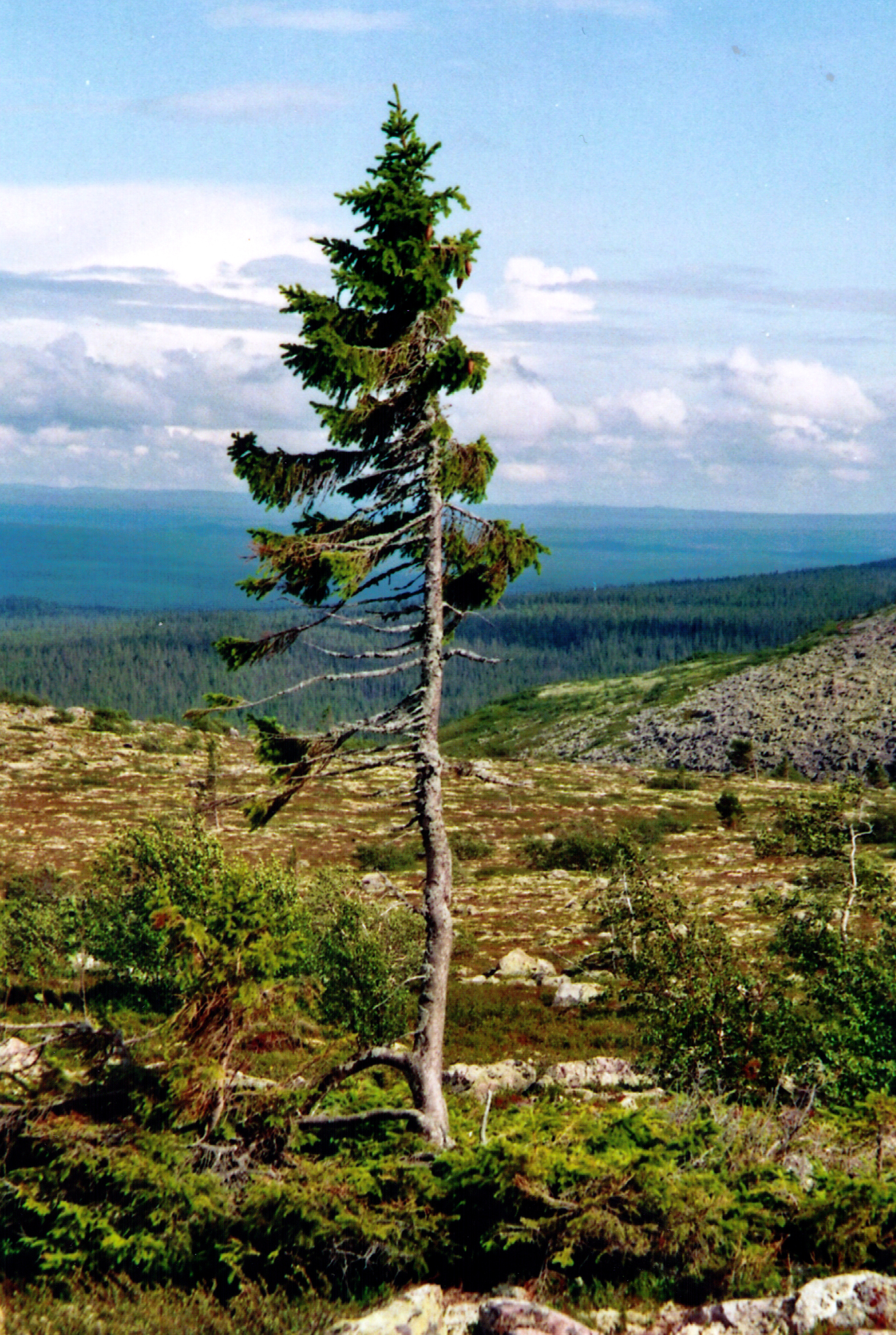 Európa legidősebb fája, a Vén Tjikko 10 000 éves
