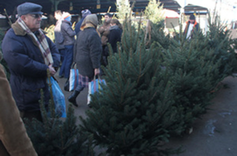 Meglepő - Az anyaországból érkeznek a karácsonyfának szánt fenyők Erdélybe