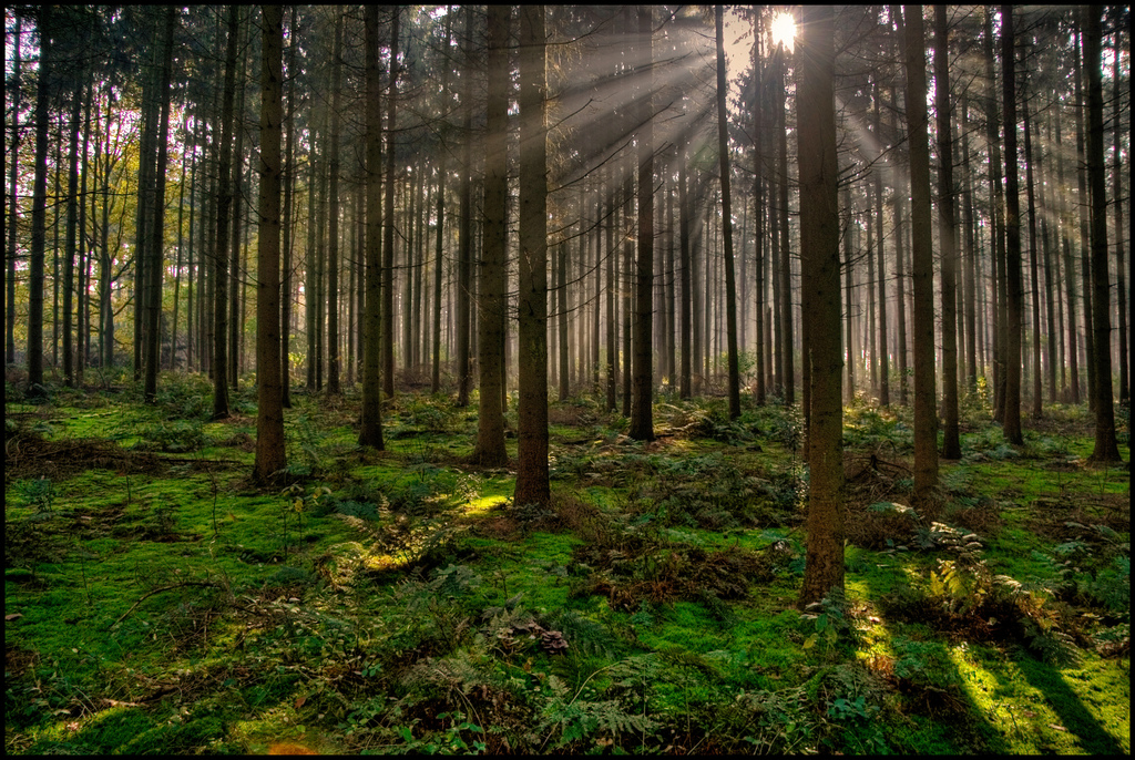 Erdészeti Stratégia - Fejlesztések hazai igények alapján, uniós forrásokból