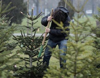 Zala és Vas megyében lopják a legtöbben a karácsonyfákat