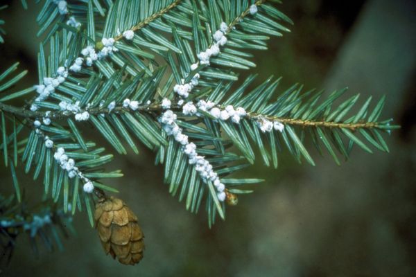 Behurcolt erdőkárosító rovarokat tizedel a szokatlanul kemény fagy az USA erdeiben