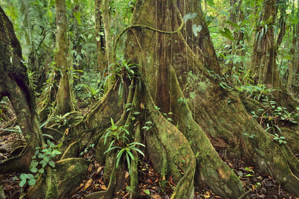 Gombák is szabályozzák az esőerdők fajgazdagságát