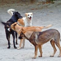 A vadászkamara álláspontja a kutyalövésekkel kapcsolatban