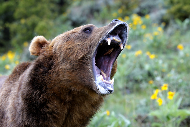 Beleharapott a medve az erdész lábába, aki kiabálással ijesztette el az állatot