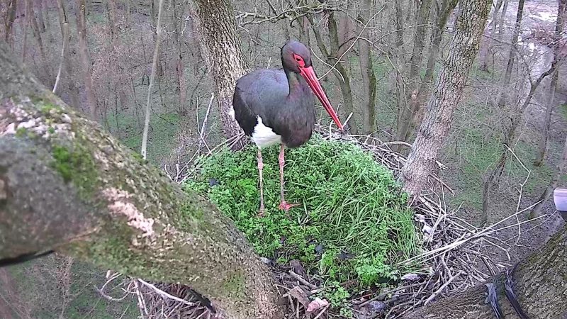 Megérkezett az első fekete gólya a gemenci erdőbe
