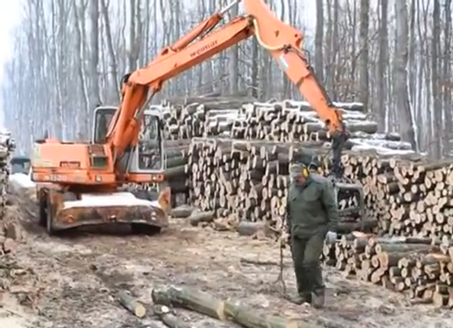 Nem kedvez a fakitermelési munkáknak az enyhe tél (+Videó)